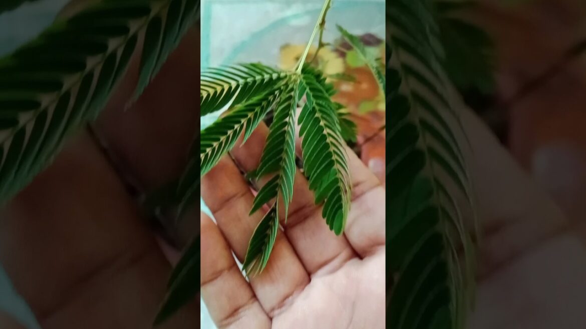 The sensitive Plant: Nature's Touch-Me-Not#gardening #shorts#viralshort #plants#yt