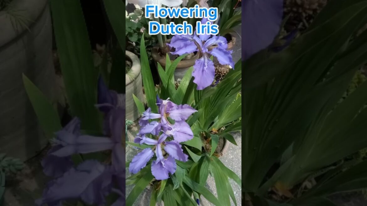 Growing Dutch Iris In A Garden | Garden Tips #viralvideo #video #nature #gardendesign #flowers #how