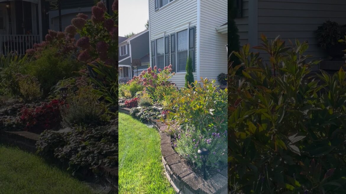 Quick look! Front Garden #garden #perennials #latesummerblooms