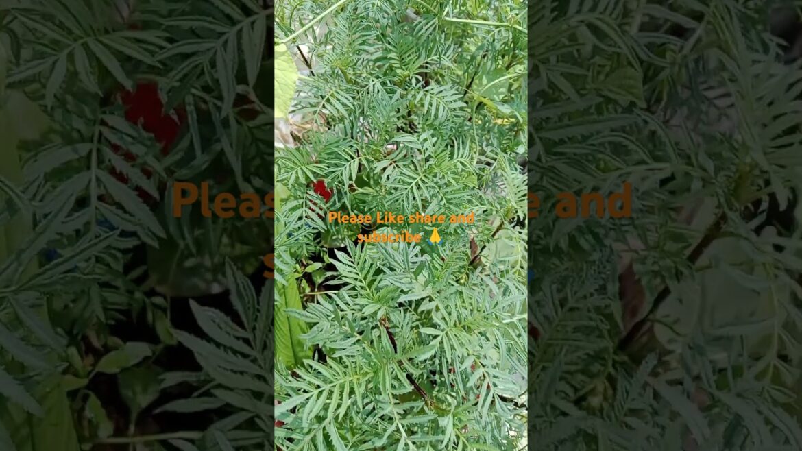 गेंदे के पौधे लगाने का सही समय#shorts#gardening #flowerplant #viralshorts