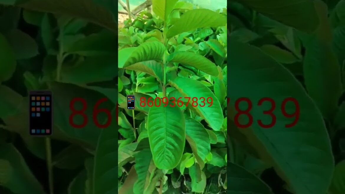 Japanese red diamond guava #fruit #fruitplant #gardening