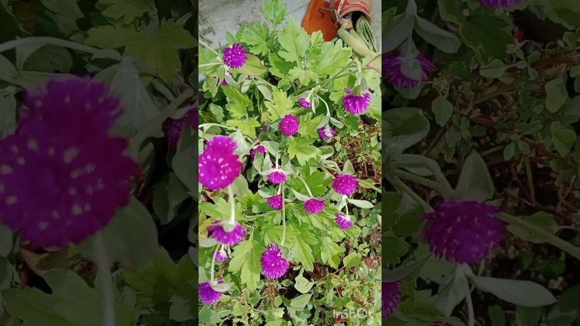 रंगबिरंगे फुलो वाले पौधे #shorts#gardening#flowers#viralshorts