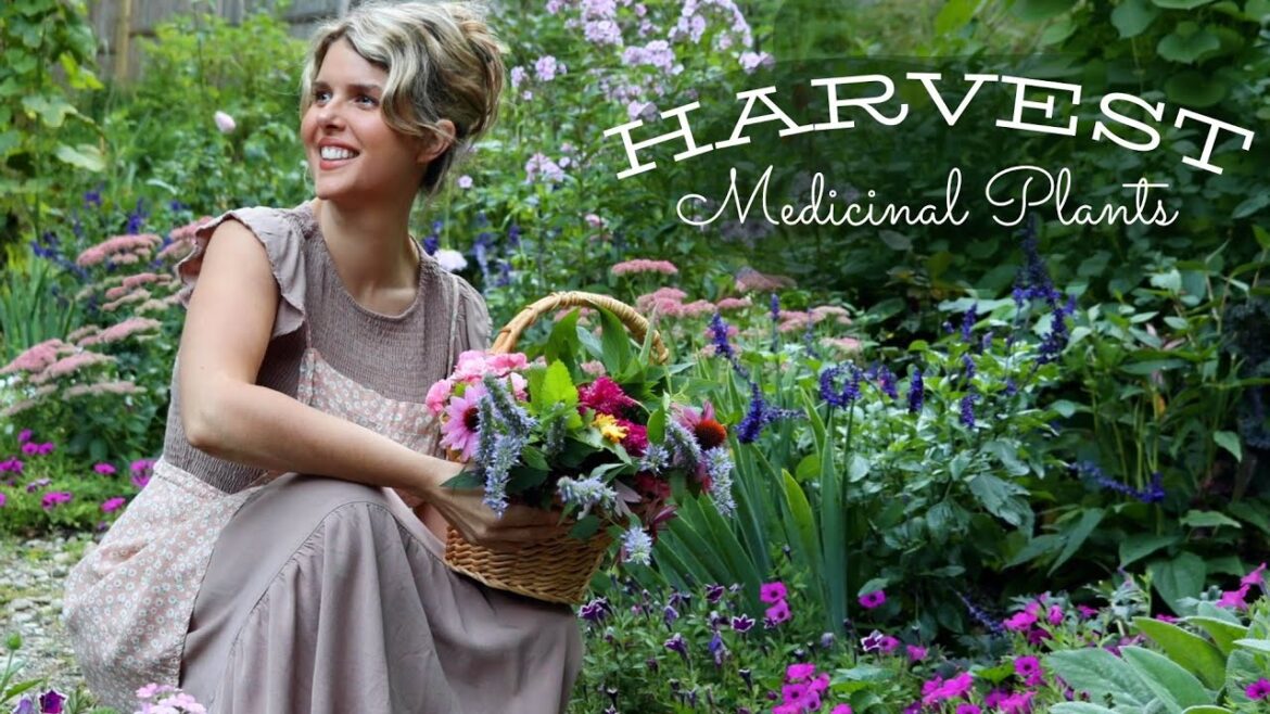 Harvesting & Drying Medicinal Plants from Our Apothecary Garden | Our Cottage Garden with Anna Fable Harvesting & Drying Medicinal Plants from Our Apothecary Garden | Our Cottage Garden with Anna Fable