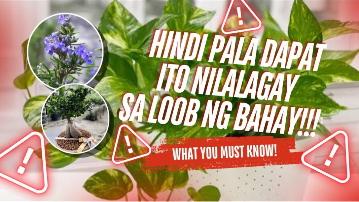 DON’T PUT THESE HOUSEPLANTS INSIDE YOUR HOME!