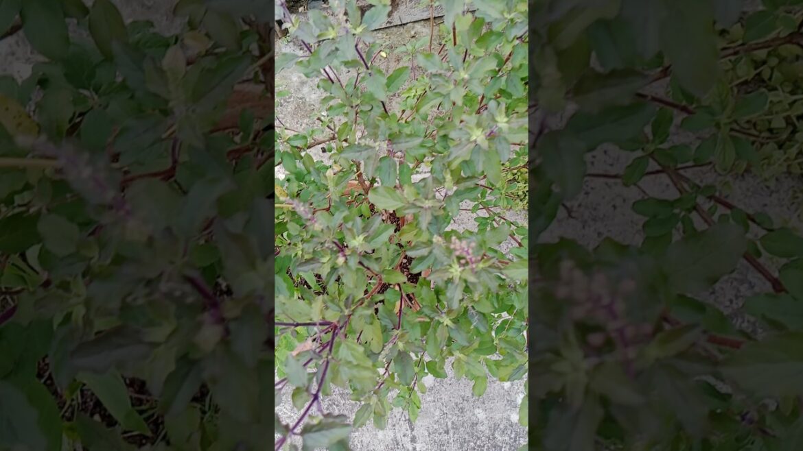 तुलसी के पौधे को घना बनाये#gardeningshorts#houseplants #tulsi plant care तुलसी के पौधे को घना बनाये#gardeningshorts#houseplants #tulsi plant care