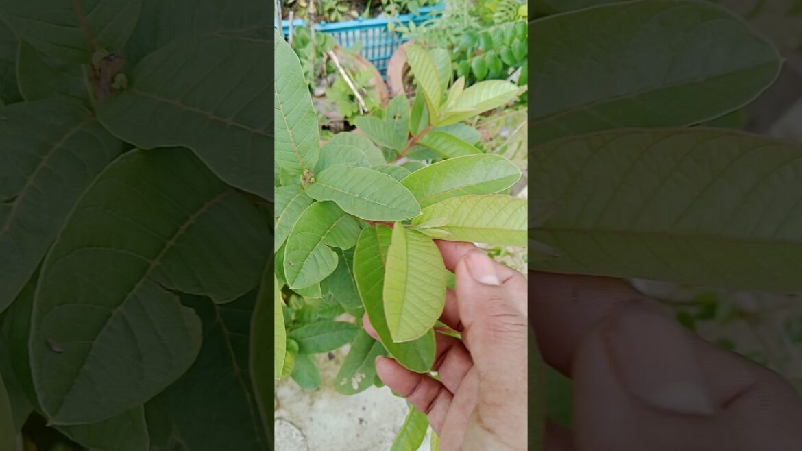 How to grow Guava in a Pot #gardening#guava #shorts#fruitplant #yt