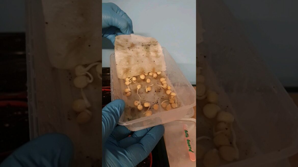 How to grow Pea Mangetout in UK cold weather with Thermostat controlled Heating Mat