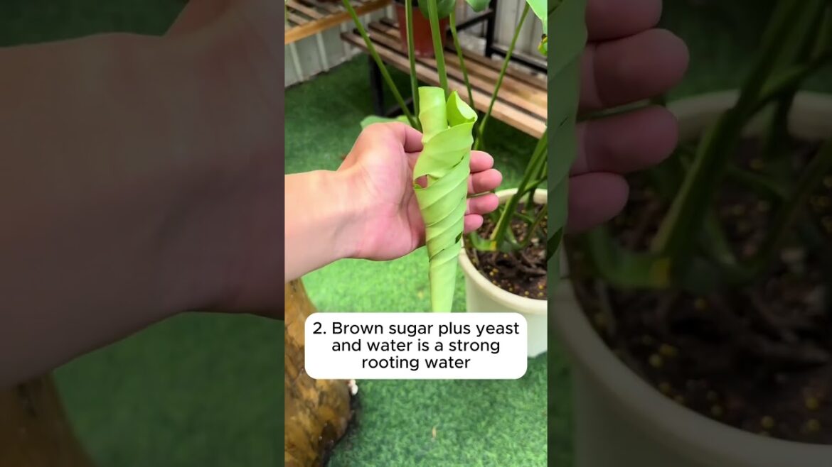 5 tips for plant care from brown sugar  #garden #gardeningtips #gardentips