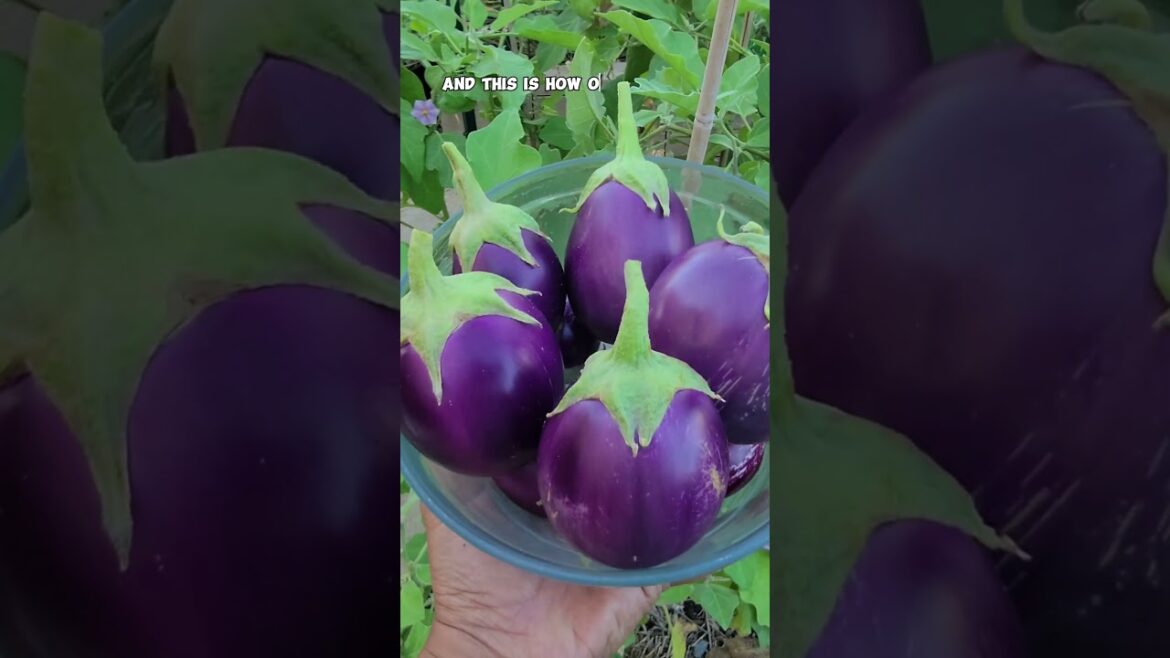 California Gardening: Harvesting Multiple Eggplant Varieties: Raised Beds & Container Garden Tips! Harvesting Multiple Eggplant Varieties: Raised Beds & Container Garden Tips!
