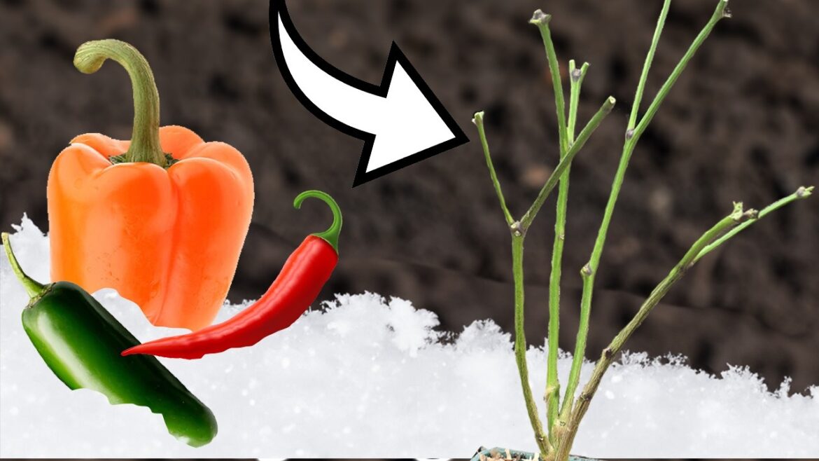 California Garden TV: Over-Winter Your Pepper Plants… In Any Climate! Over-Winter Your Pepper Plants... In Any Climate!