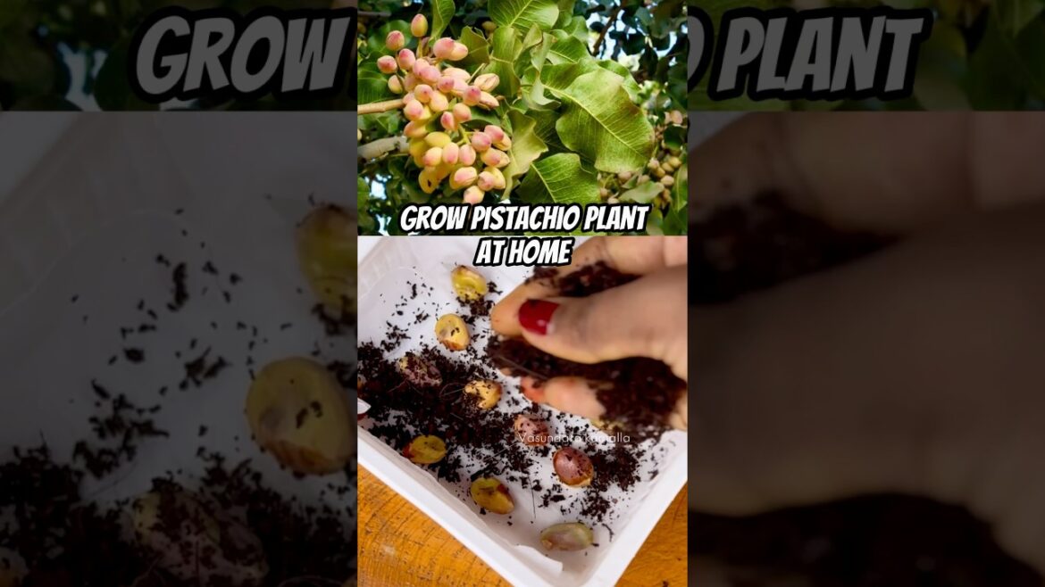 Grow your own Pistachio’s at home