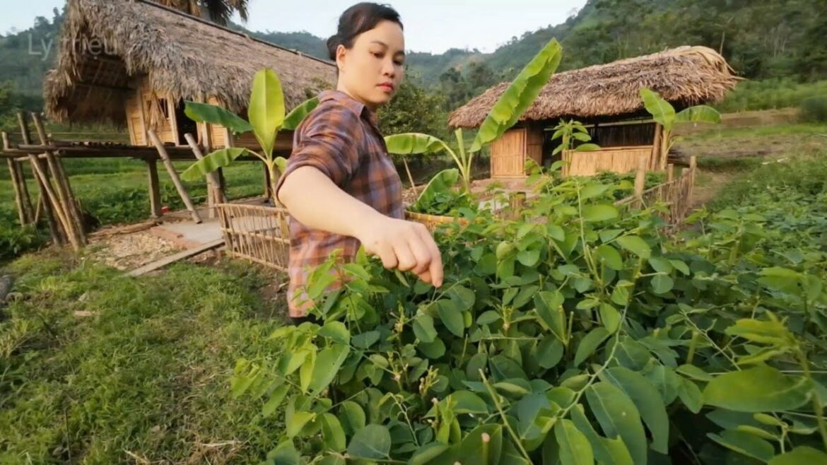 vegetable gardening |lý triệu vegetable gardening |lý triệu
