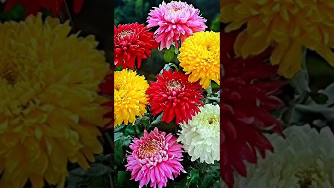 Tips For Guldadi Grow | How To Grow Guldadi #short #shortvideo