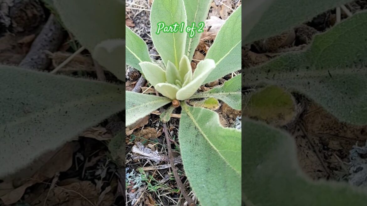 Is Mullein Edible? Greater Mullein! Foraging Mullein, Identification – part 1 of 2 #foraging #pnw Is Mullein Edible? Greater Mullein! Foraging Mullein, Identification - part 1 of 2 #foraging #pnw