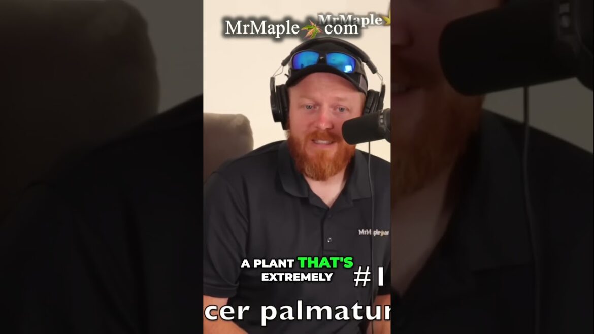 Discover the Perfect Heat Tolerant Japanese Maple Kiyohime Discover the Perfect Heat Tolerant Japanese Maple Kiyohime