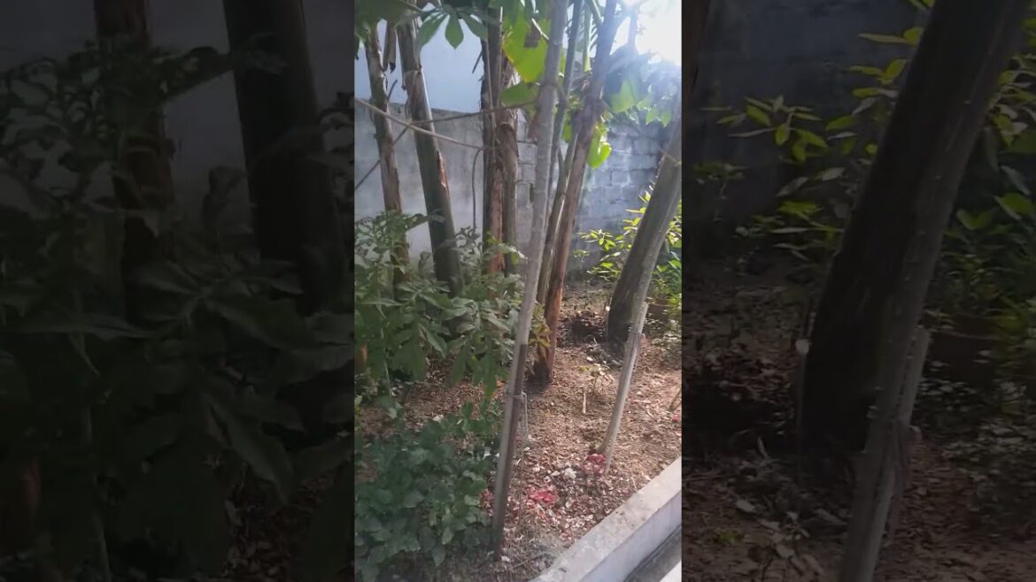 15 அடி உயர மரவள்ளி கிழங்கு செடி / குச்சிக்கிழங்கு செடி / மரவள்ளிக் கிழங்கு | maravalli kilangu