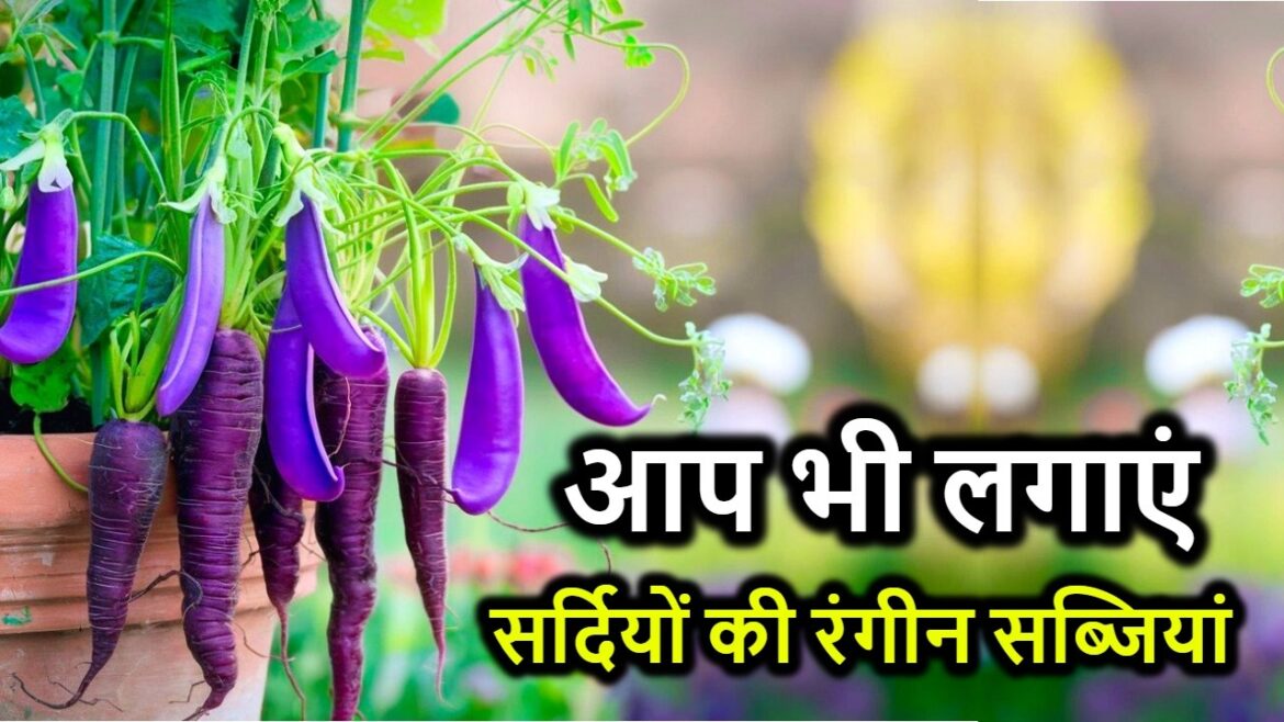सितम्बर – अक्टूबर में लगाए इन 12 सब्जियों के बीज | Winter Vegetable Gardening Guide सितम्बर - अक्टूबर में लगाए इन 12 सब्जियों के बीज | Winter Vegetable Gardening Guide