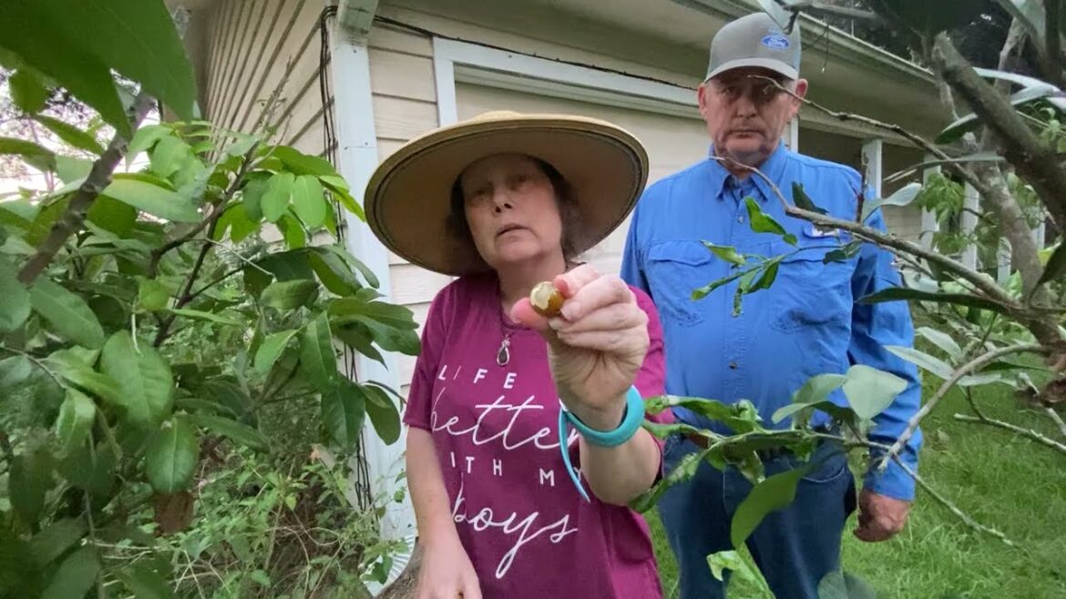Update on Container Citrus and pineapple in container garden tour with my wife.
