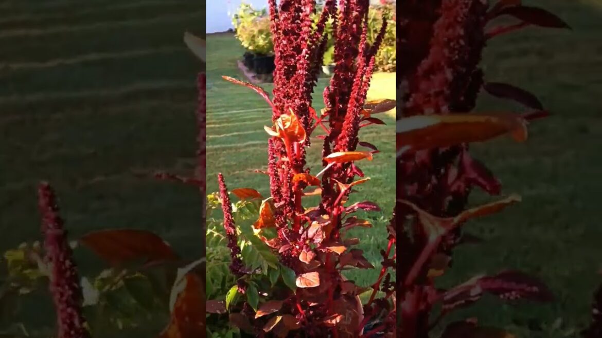 Amazing Red Spinach flower