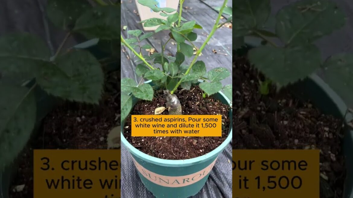 3 types of highly effective root-stimulating water #gardening #plants #gardeningtips 3 types of highly effective root-stimulating water #gardening #plants #gardeningtips
