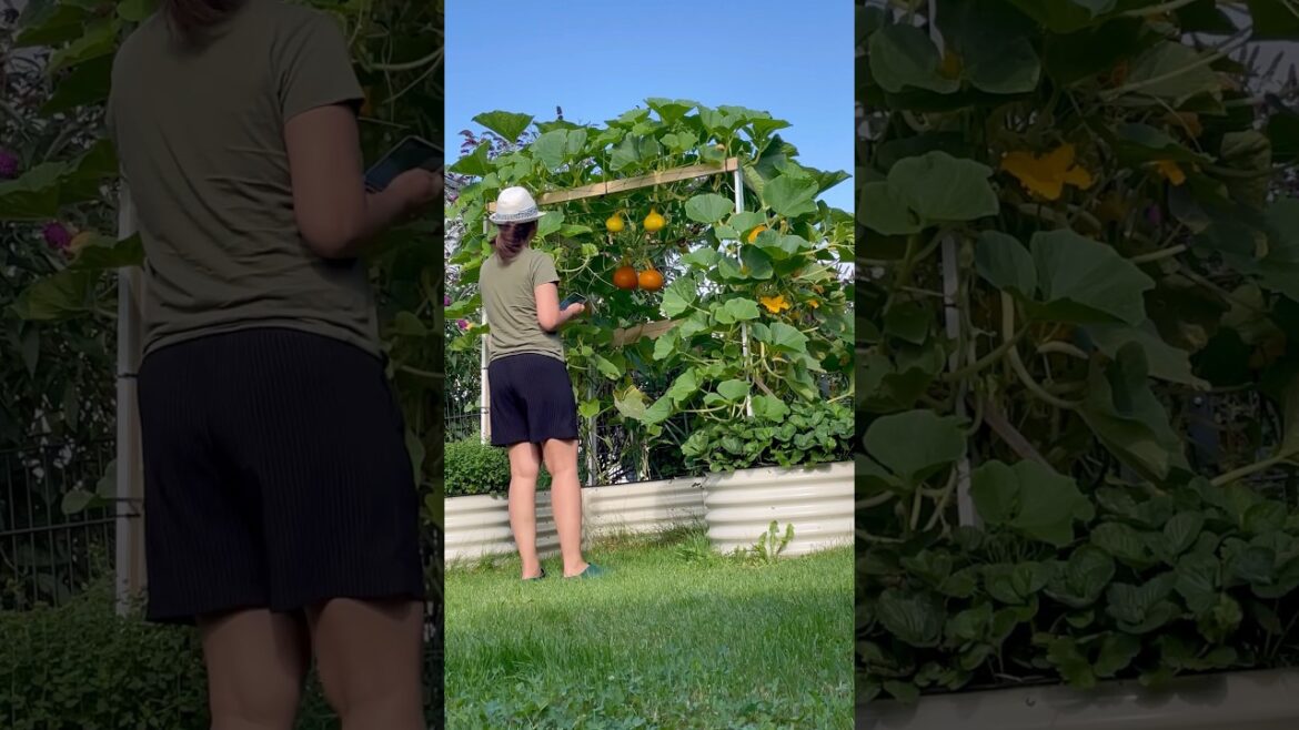 Vegega raised bed with a twist #veggiegarden #vegegarden #pumpkins #hokkaido #gardendesign #midaheim