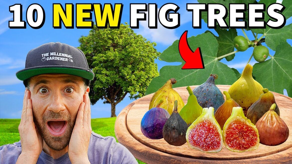 I Created 10 BRAND NEW FIG TREES…The Results Are MINDBLOWING! I Created 10 BRAND NEW FIG TREES...The Results Are MINDBLOWING!