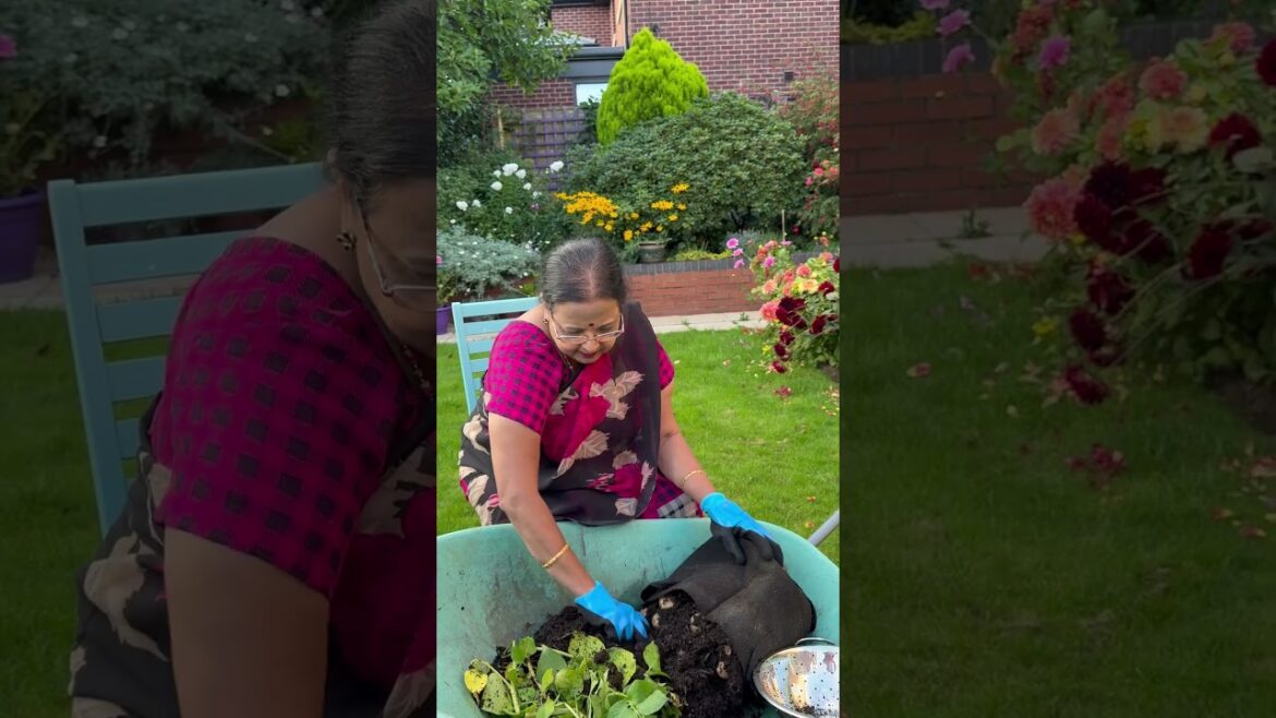 #potatoes #potatoharvesting #telugugardener #homegrown #vegetablegardening #vegetableshorts