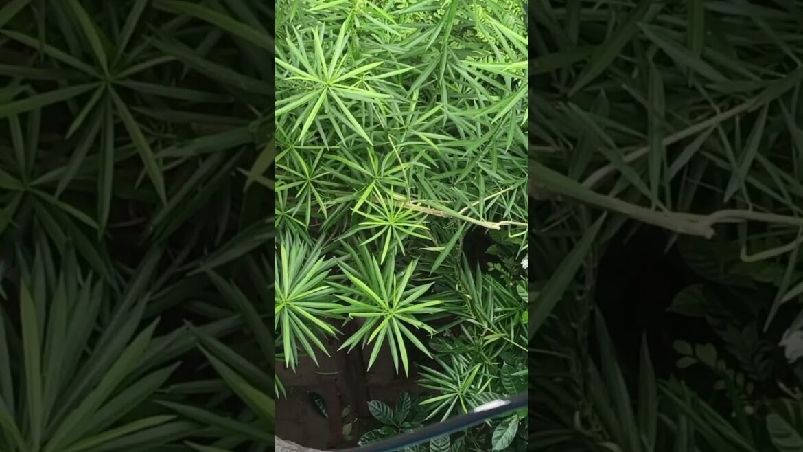 Sustainable Oasis: Creating the Most Beautiful Green Garden #greengardener #trending #green #search