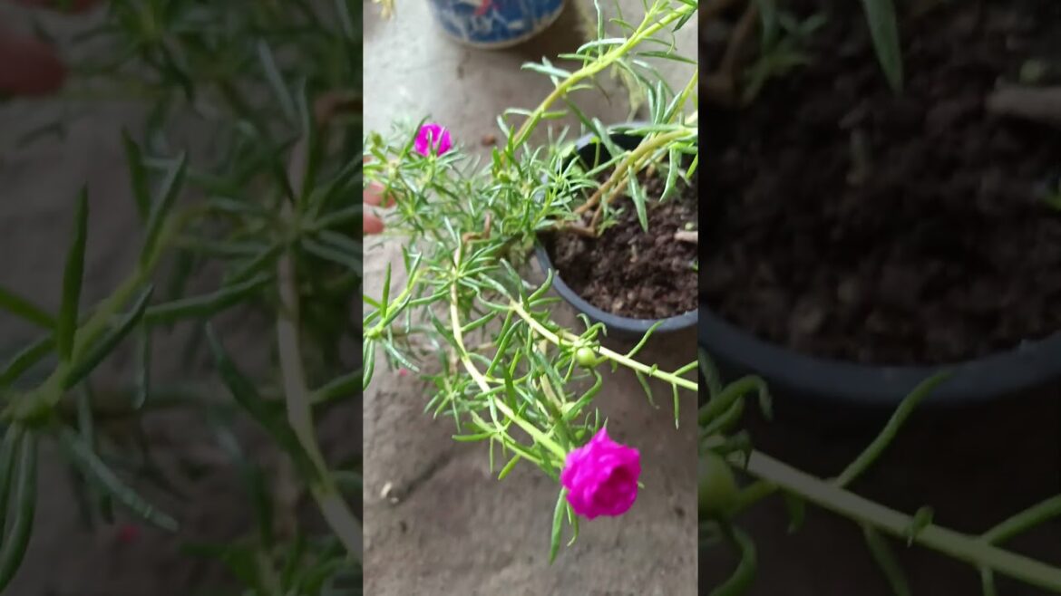 Portulaca: The Ultimate Guide to Planting & Care  #shorts #yt