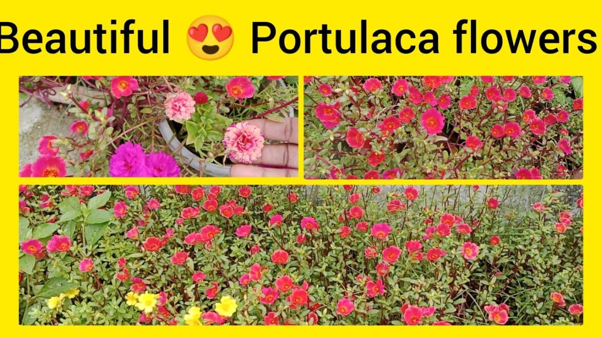 Beautiful portulaca flowers plant #gardening#floweringplant#caretips Beautiful portulaca flowers plant #gardening#floweringplant#caretips