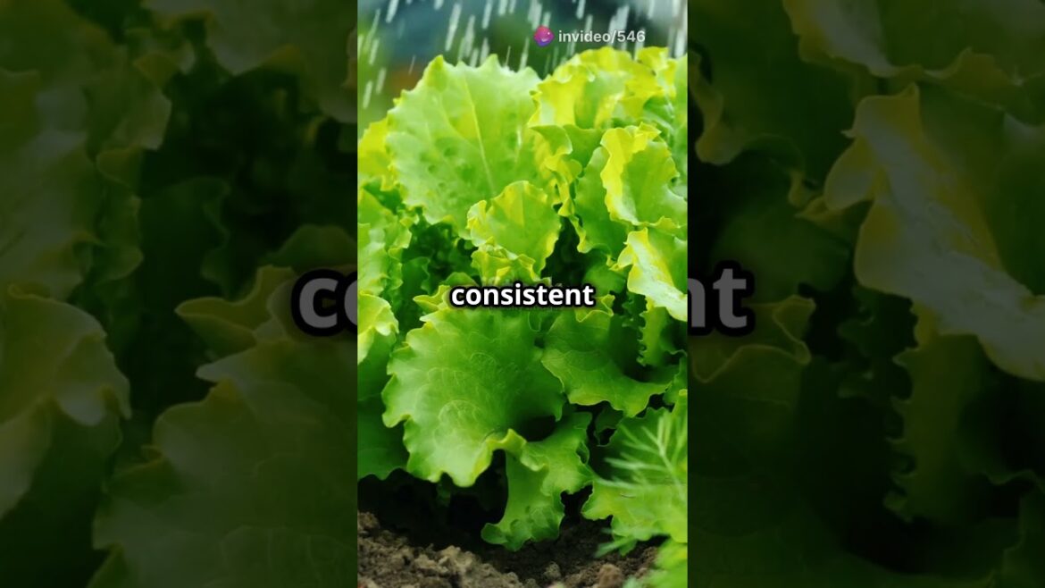 Watering Tips for Perfect Lettuce! #lettuce #farms #garden #viralshorts #youtubeshorts #ytshorts Watering Tips for Perfect Lettuce! #lettuce #farms #garden #viralshorts #youtubeshorts #ytshorts