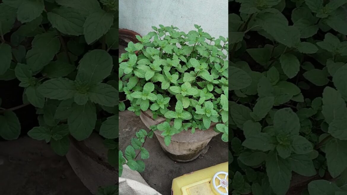 #mint #gardening #trending #shorts #viralvideos #yt #asmr #information #mint #gardening #trending #shorts #viralvideos #yt #asmr #information