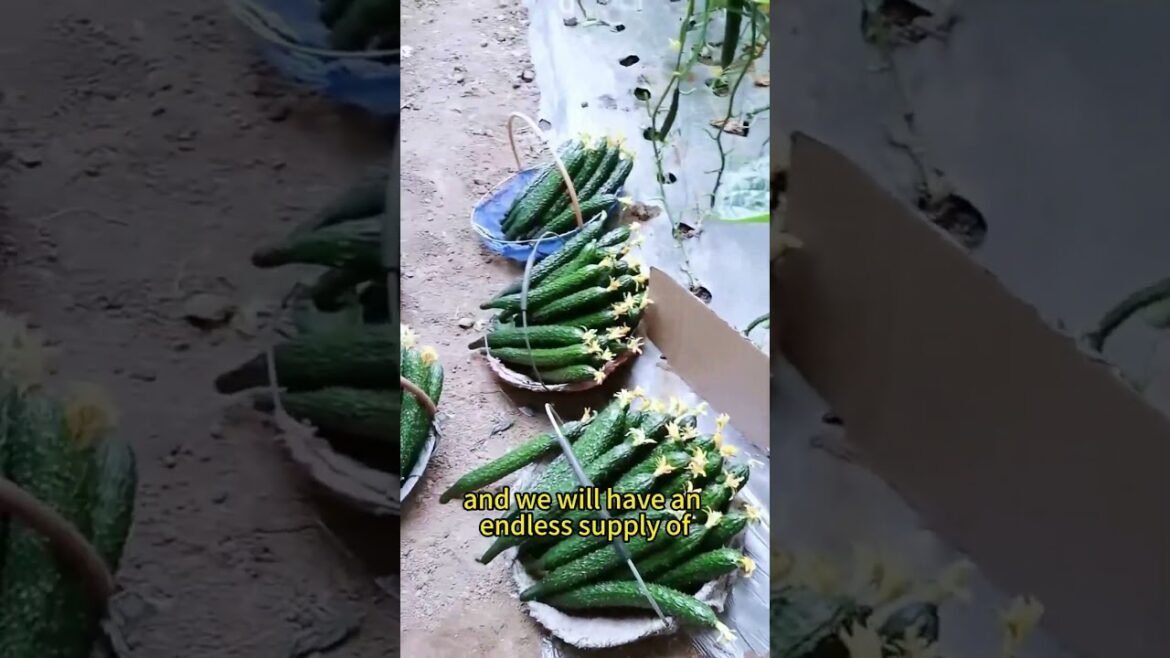 #gardening #garden #garderningtips #planting #cucumber