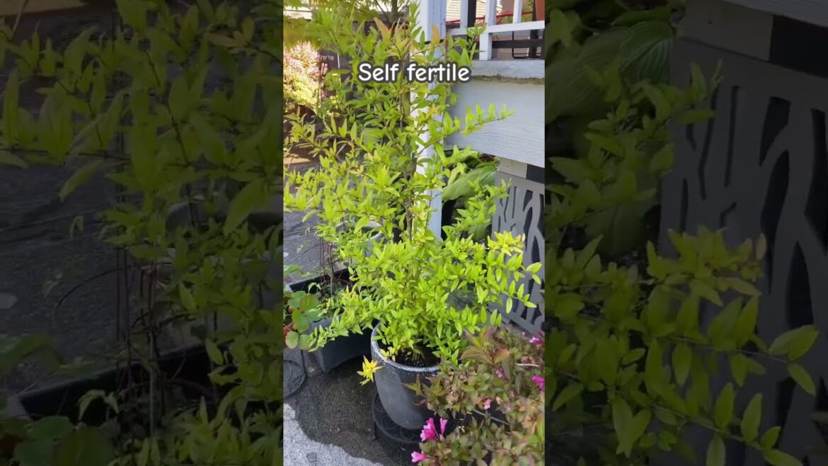 "Crimson Sky" Pomegranate