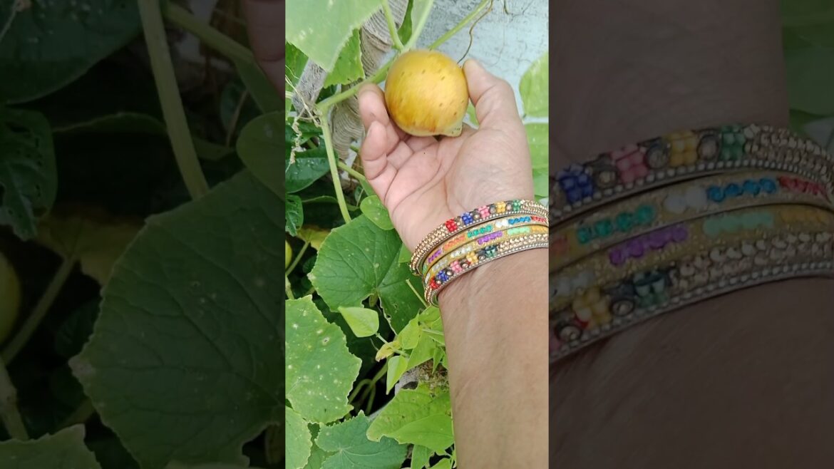 घर पर ककडी कैसे उगाये #shorts#gardening#cucumber#viralshorts