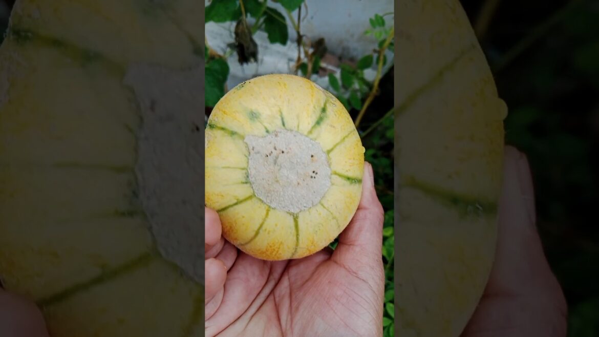 Terrace garden से खरबुज की Harvesting #gardening #shorts#muskmelon#yt