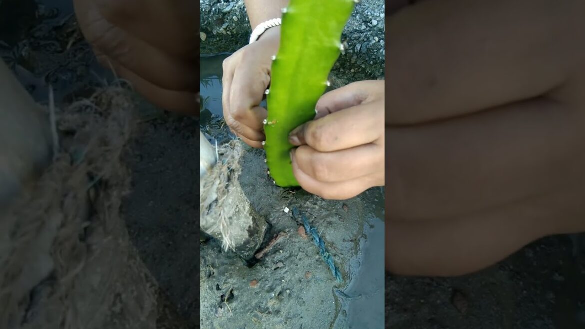 Dragon plant #propagation #dragonfruitplant #planting #dragon #garden #trending #shorts #viralvideo Dragon plant #propagation #dragonfruitplant #planting #dragon #garden #trending #shorts #viralvideo