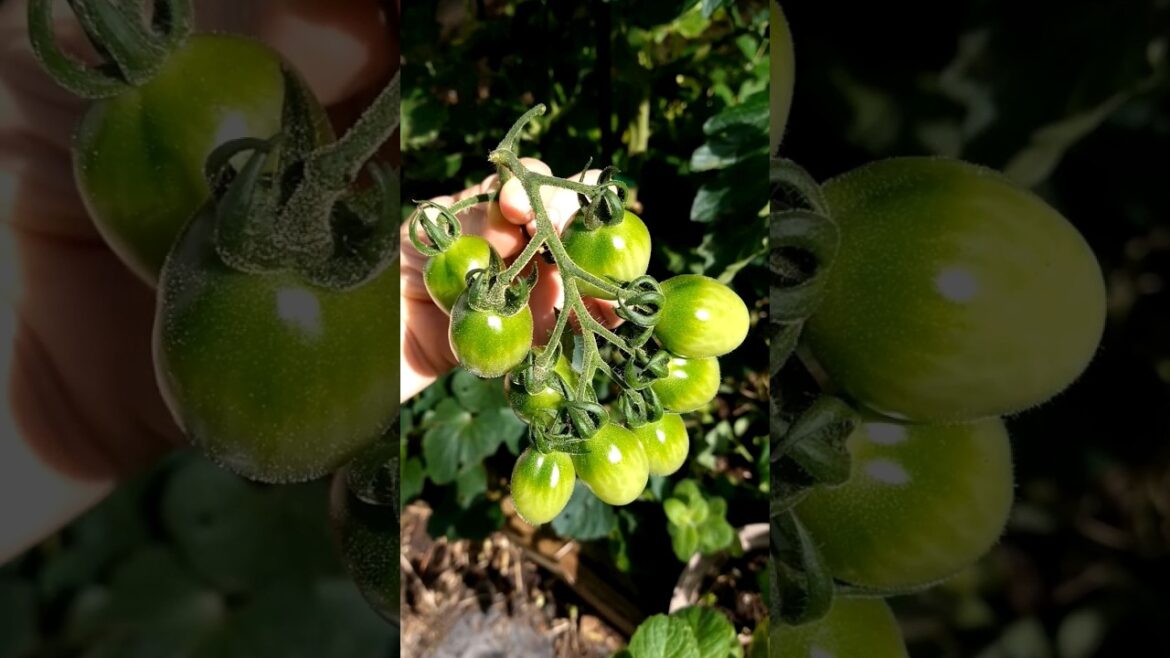 Secrets to Growing Tomatoes Quickly #shorts #gardening #tomatoes #gardentips #gardeninghacks