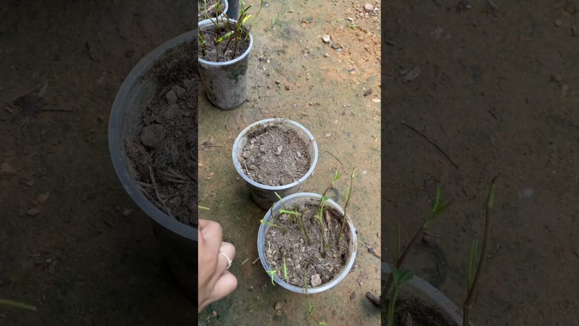 My backyard garden idea for everyone / my daily life with garden #meimeigarden #tipsgarden