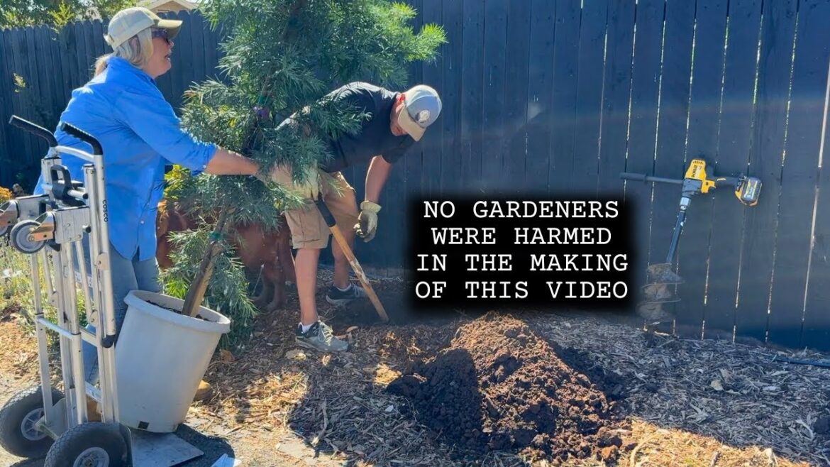 Planting Evergreen Podocarpus Trees in the Garden for Privacy and Winter Interest! Planting Evergreen Podocarpus Trees in the Garden for Privacy and Winter Interest!