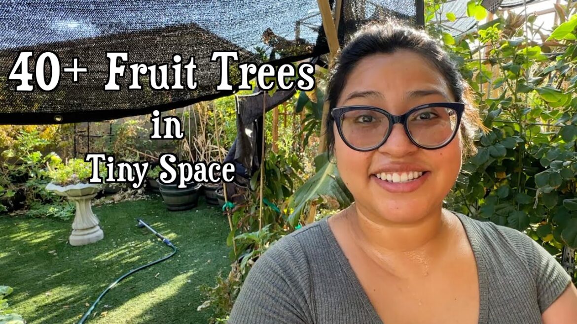 How I Fit 40+ Fruit Trees, Raised Beds, and a Container Garden in Less Than 2000 Square Feet