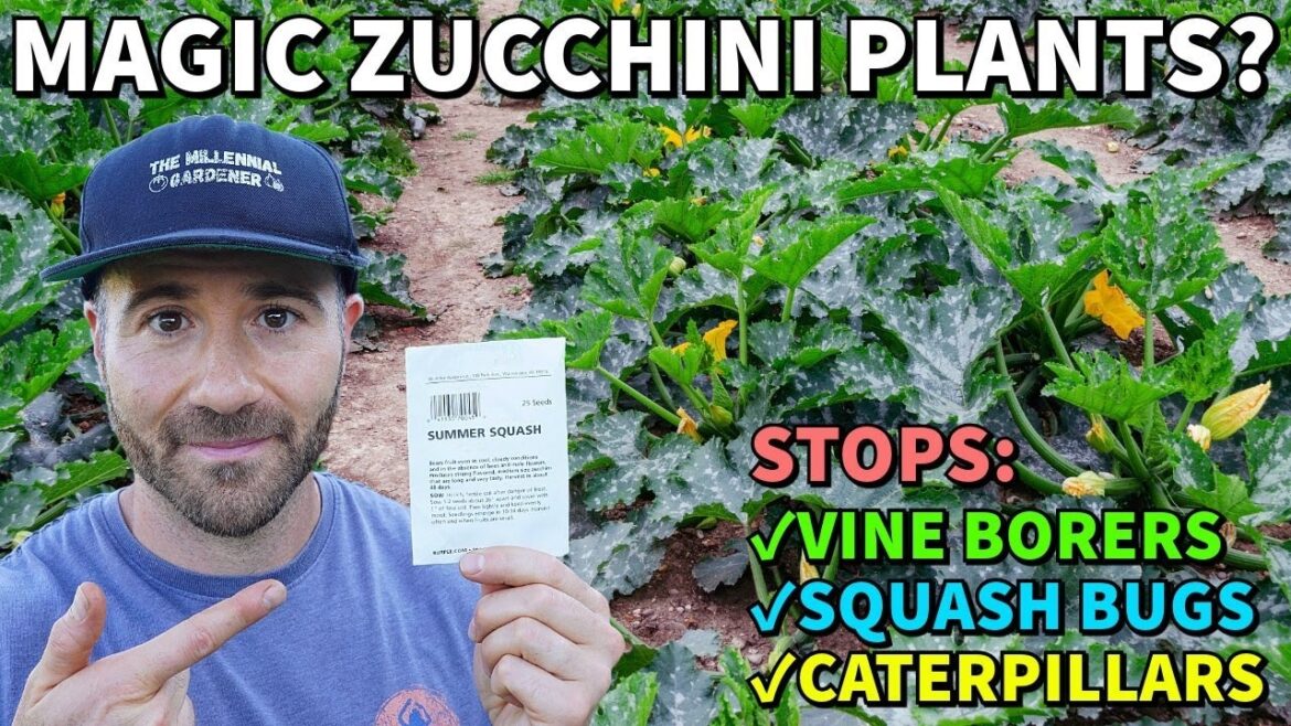 This Special ZUCCHINI Promised LIFE CHANGING Results! Did It Work?