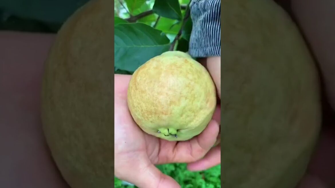 Beautiful, Tasty & Juicy Fruits #shorts Beautiful, Tasty & Juicy Fruits #shorts