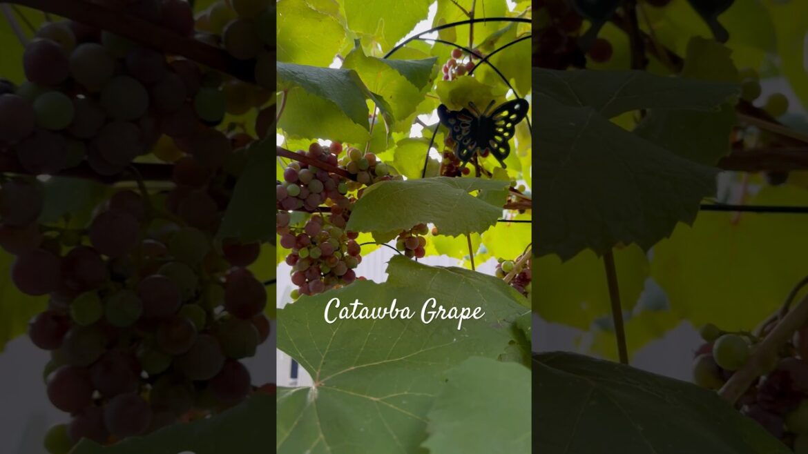 Red Grape Vine Plant Ripening Short 🎶🍇 #gardening #grape #plants #shorts Red Grape Vine Plant Ripening Short 🎶🍇 #gardening #grape #plants #shorts
