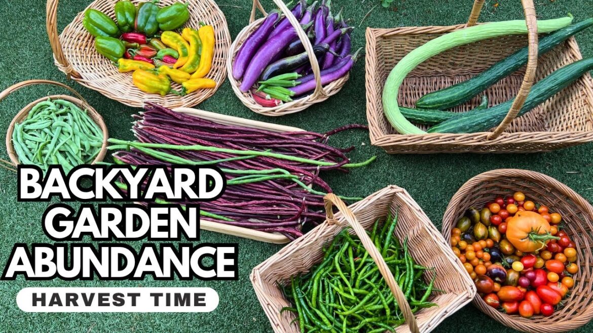 Harvesting the Amazing Bounty of My Summer Garden | Sari-saring Gulay | Grow your Own Food | ASMR Harvesting the Amazing Bounty of My Summer Garden | Sari-saring Gulay | Grow your Own Food | ASMR