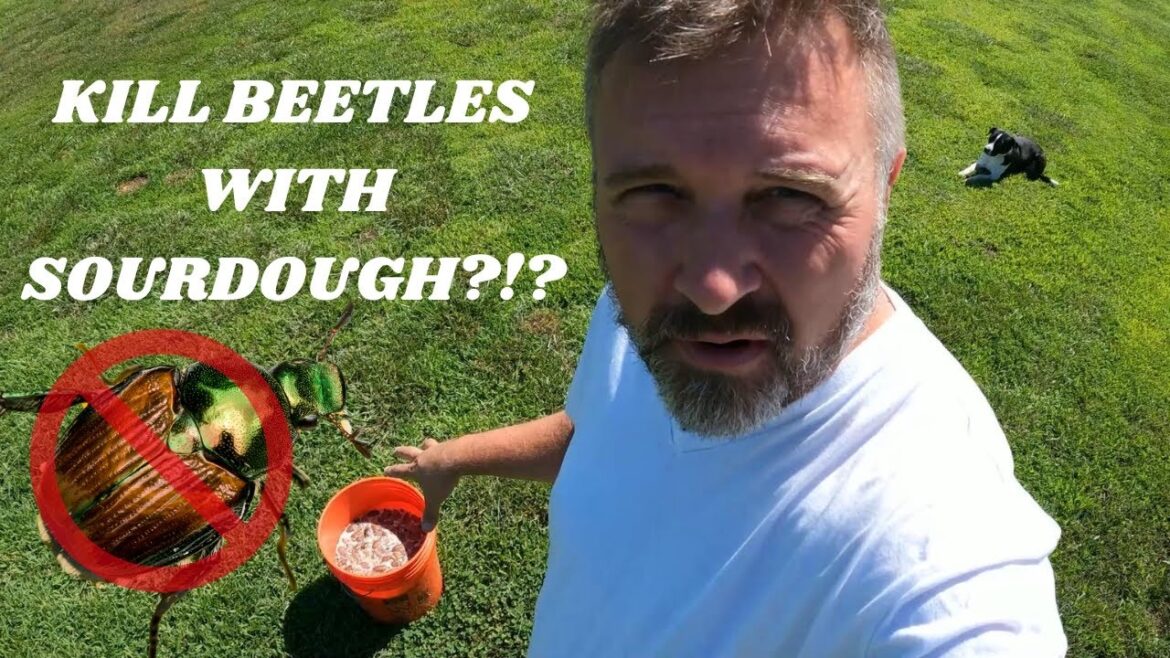 Garden Hack: Repurpose Sourdough Discard into Japanese Beetle Lure | Ferment Fruit Sourdough Discard