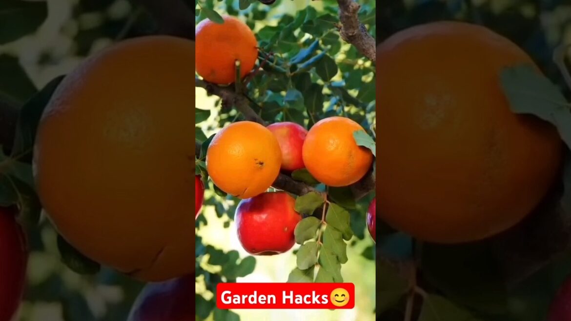 Garden Hacks 101! #shorts #ytshorts #shortsfeed #shortsvideo #youtubeshorts #youtube #motivation Garden Hacks 101! #shorts #ytshorts #shortsfeed #shortsvideo #youtubeshorts #youtube #motivation