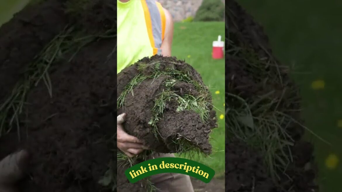 Ultimate Desert Garden Makeover for a Backyard Oasis! | Gardening Trends