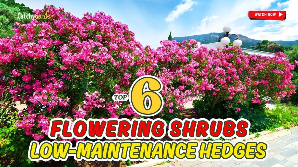 TOP 6 SHRUBS FOR LOW-MAINTENANCE HEDGES ๐ฑ๐ก๐ท | GARDENING MADE EASY! TOP 6 SHRUBS FOR LOW-MAINTENANCE HEDGES ๐ฑ๐ก๐ท | GARDENING MADE EASY!