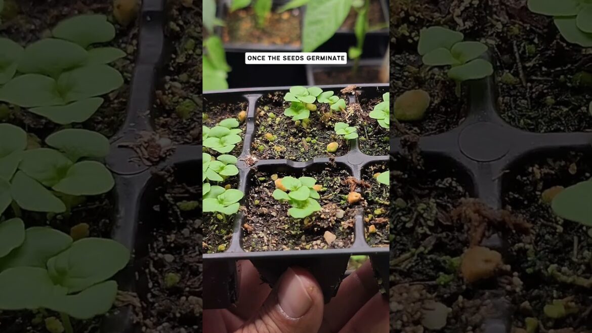 California Gardening: Secrets to High Seed Germination Rates: Gardening Tips for Success! Secrets to High Seed Germination Rates: Gardening Tips for Success!